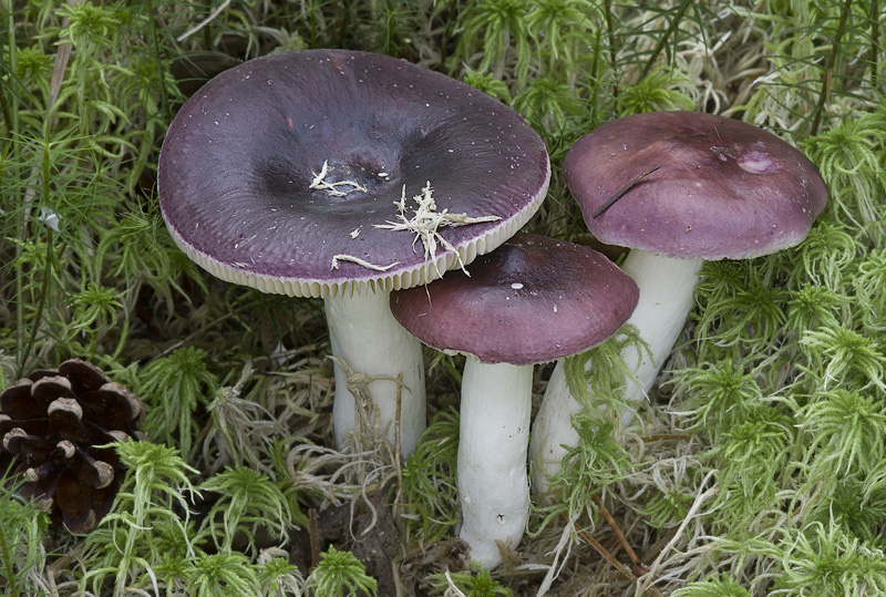 Russula amara